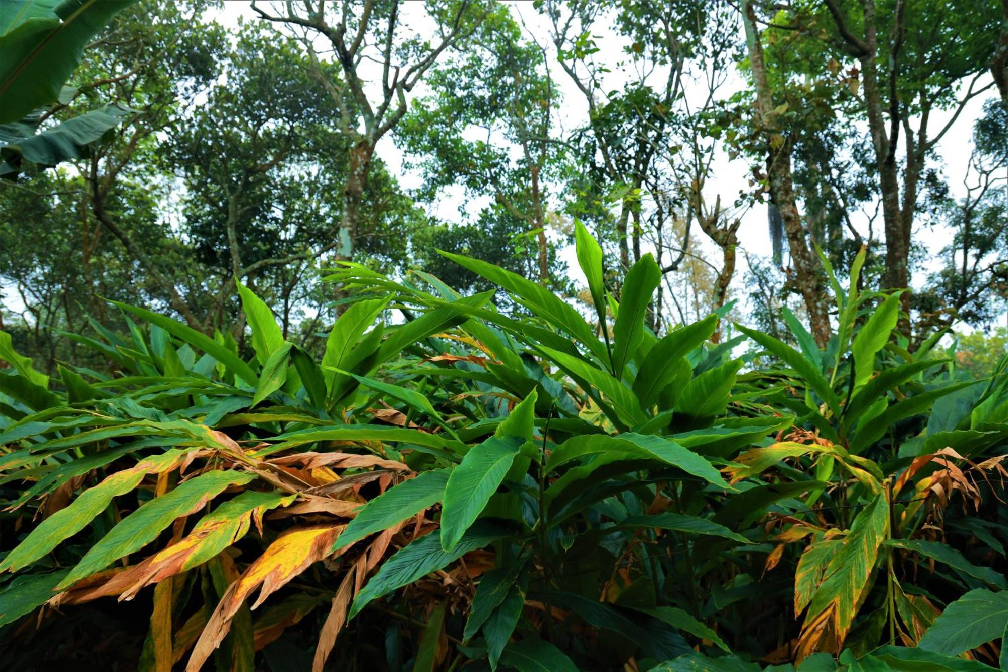 Peakaavu Cottages Idukki Extérieur photo